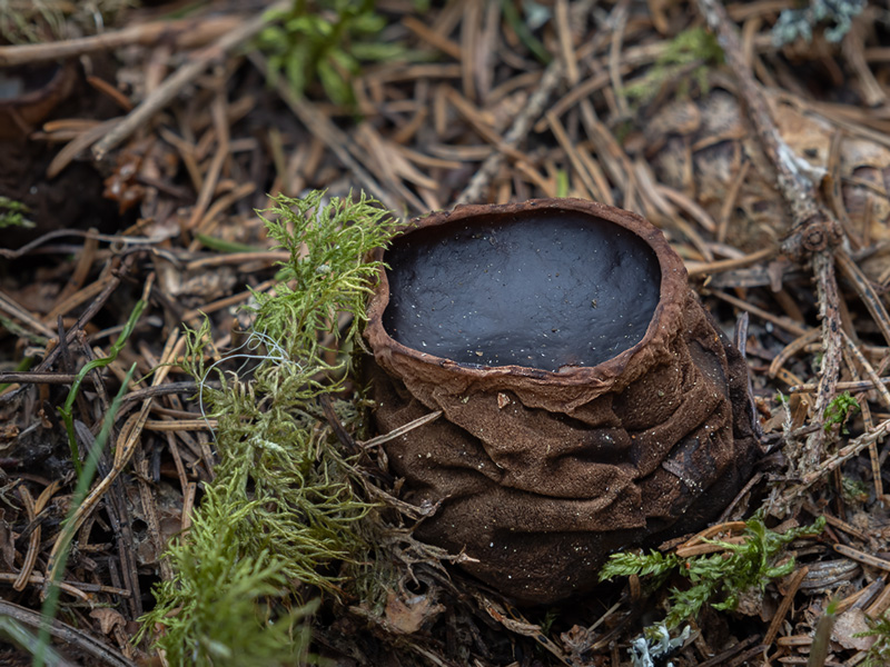 Perenniporia subacida